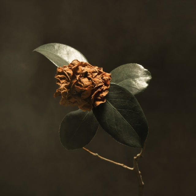 ST. PAUL & THE BROKEN BONES | YOUNG SICK CAMELLIA (150G/DL CODE) | VINYL RECORD (LP)