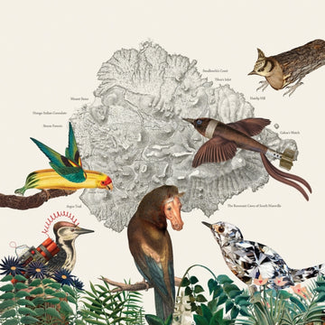 BIRDS OF MARSVILLE | VINYL RECORD (LP)