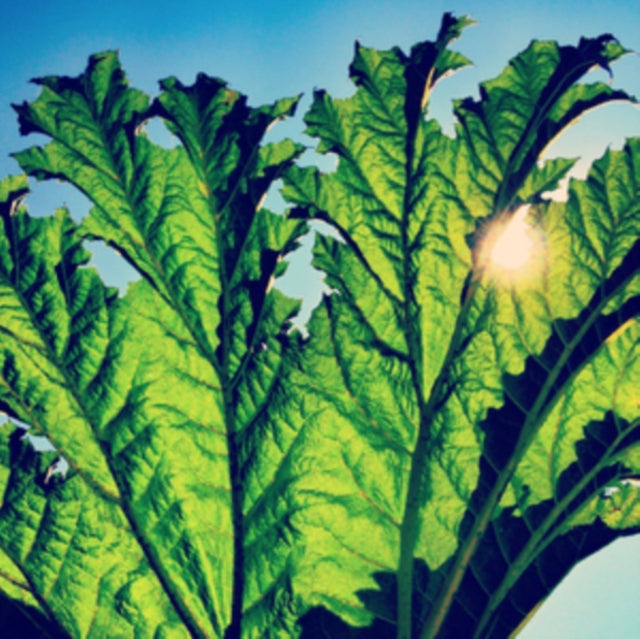 PFARMERS | GUNNERA | VINYL RECORD (LP)