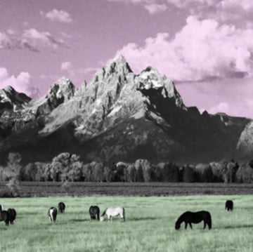 YELLOWSTONE | VINYL RECORD (LP)