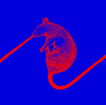 RATS DON'T EAT SYNTHESIZERS | VINYL RECORD (LP)