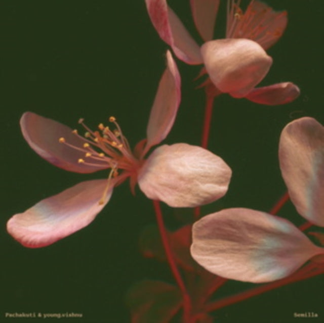 PACHAKUTI & YOUNG.VISHNU | SEMILLA | VINYL RECORD (LP)
