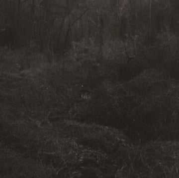 TRANSIENT | VINYL RECORD (LP)