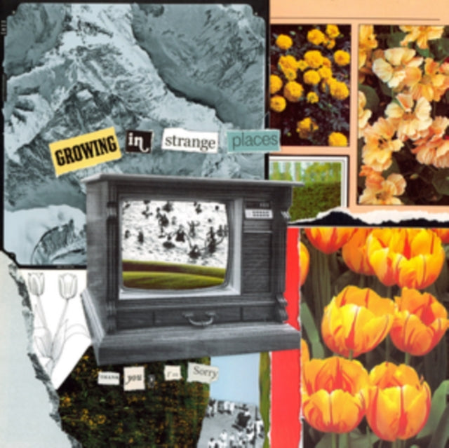 THANK YOU,  I'M SORRY | GROWING IN STRANGE PLACES (ORANGE CRUSH VINYL) | VINYL RECORD (LP)