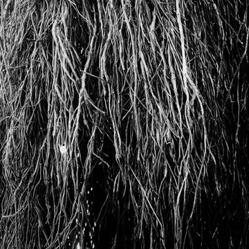 NOCTURNAL RAINFOREST | VINYL RECORD (LP)