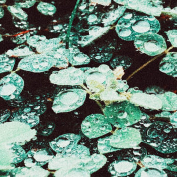 RAIN CHAMBER | VINYL RECORD (LP)