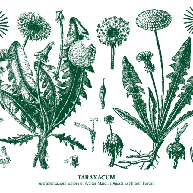 MAIOLI, WALTER & NIRODH FORTINI | TARAXACUM | VINYL RECORD (LP)