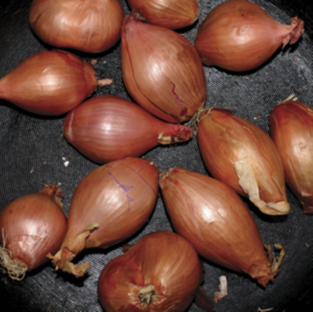 SEGALL, TY | FRIED SHALLOTS EP | 12IN VINYL