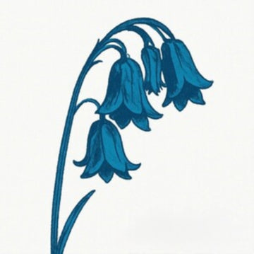 THIS IS THE BLUEBELLS (GLADE GREEN VINYL/2LP) | VINYL RECORD (LP)
