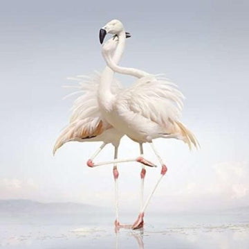 RUSTIE | GREEN LANGUAGE | VINYL RECORD (LP)