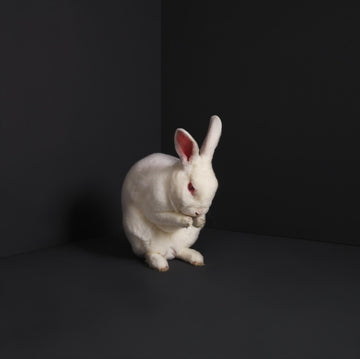 BRUME | RABBITS | VINYL RECORD (LP)