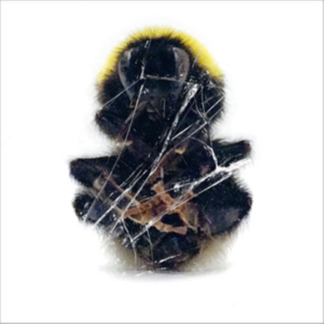 DEADBEAT | WALLS & DIMENSIONS (3LP) | VINYL RECORD (LP)