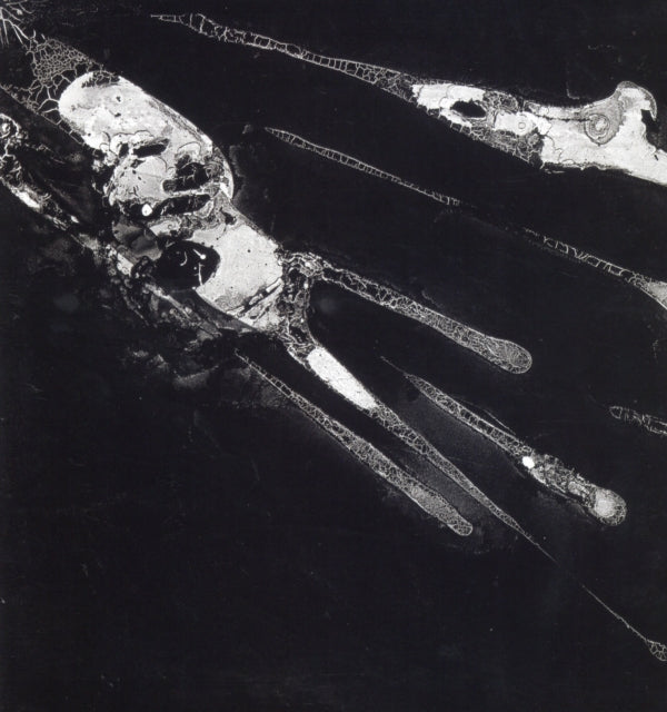 PSYCHIC HEALTH | PSYCHIC HEALTH | VINYL RECORD (LP)