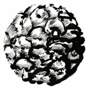 DITONGO | CALYPSO | 12IN VINYL