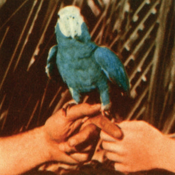 BIRD, ANDREW | ARE YOU SERIOUS | VINYL RECORD (LP)