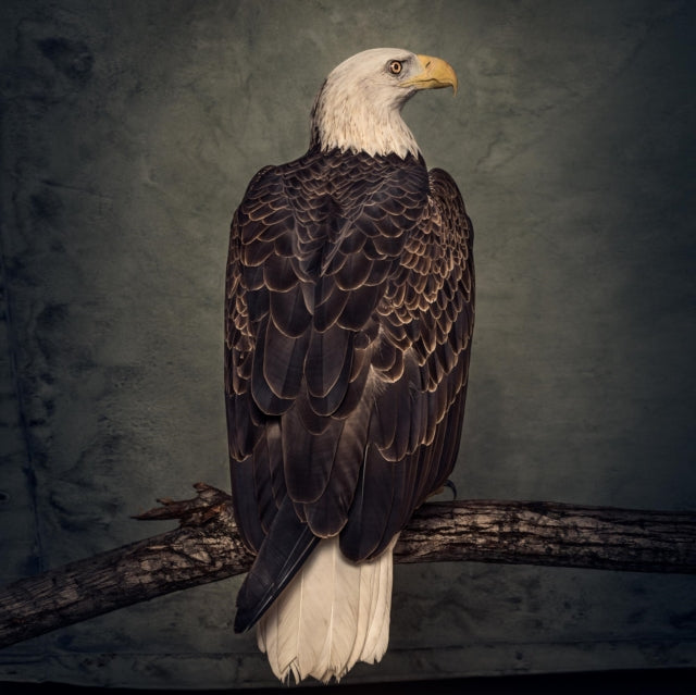 CLUTCH | BOOK OF BAD DECISIONS | VINYL RECORD (LP)