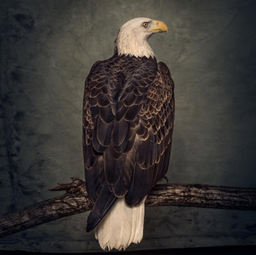 CLUTCH | BOOK OF BAD DECISIONS | VINYL RECORD (LP)