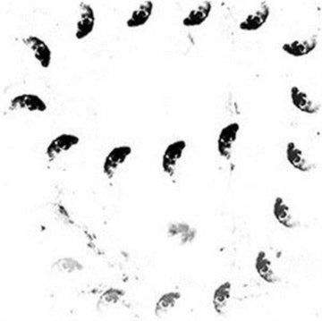 MOIRA (IMPORT) | VINYL RECORD (LP)