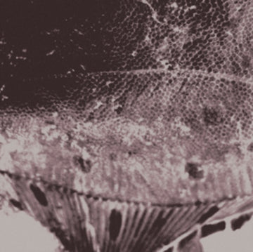 FLOUNDER MAPS | VINYL RECORD (LP)