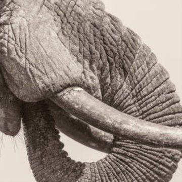 WORLD ELEPHANT DAY | VINYL RECORD (LP)