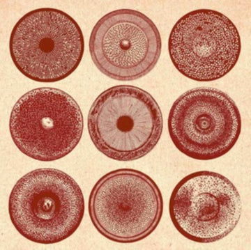 SPILLA | VINYL RECORD (LP)