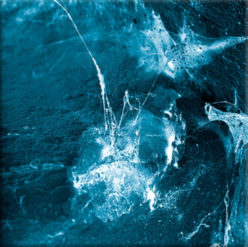 HVEL | VINYL RECORD (LP)