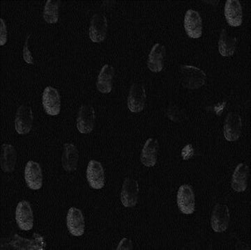 WAM BARZZ | 12IN VINYL