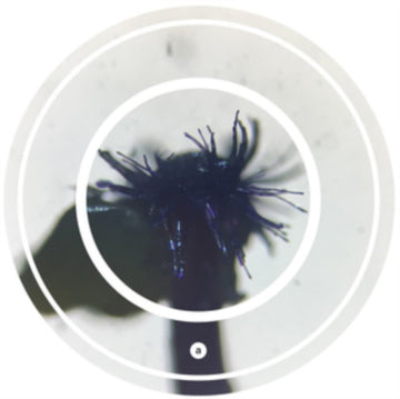 FATAL RUMBA (IMPORT) | 12IN VINYL