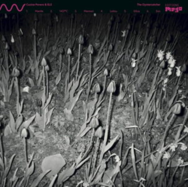 CUCINA POVERA & ELS | OYSTERCATCHER | VINYL RECORD (LP)