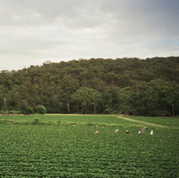 HEALESVILLE (IMPORT) | 12IN VINYL