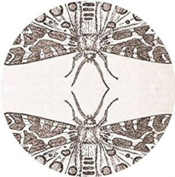 JUTE GYTE | SPARROW | 12IN VINYL