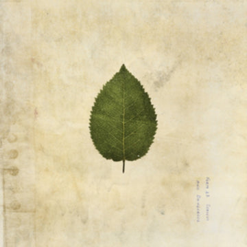 BOXER REBELLION | COLD STILL (ARMY GREEN VINYL) | VINYL RECORD (LP)