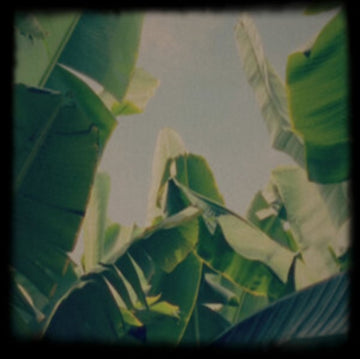 PLATANO TAPES | MUSIC CASSETTE