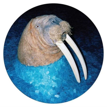 TROSS | WALRUS EP (PICTURE DISC) | 12IN VINYL