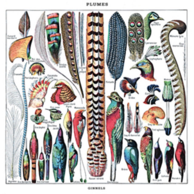 GINNELS | PLUMES | VINYL RECORD (LP)